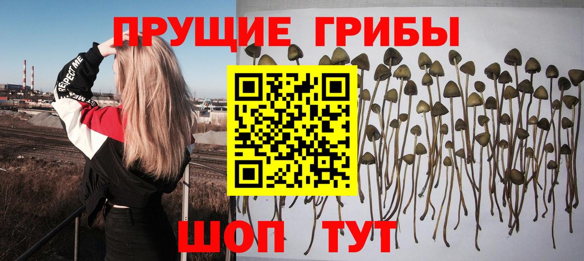 Псилоцибиновые грибы Psilocybine cubensis  где можно купить   Лысьва  Вход с VPN 